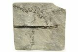 Carboniferous Fossil Horsetail (Annularia) Plate - France #338432-1